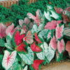 Caladium Vibrant Mix: 10 Bulbs Pack. Enhance Your Garden with Colorful Foliage. Easy to Grow, Colorful Mix, Perennial Hosta