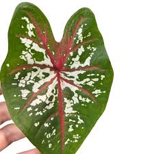 Caladium Florida Calypso, Thrives in Heat and Humidity