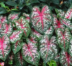 Caladium Florida Calypso, Thrives in Heat and Humidity