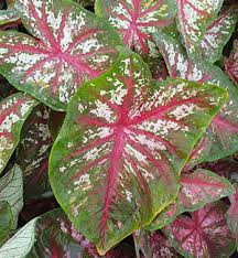 Caladium Florida Calypso, Thrives in Heat and Humidity