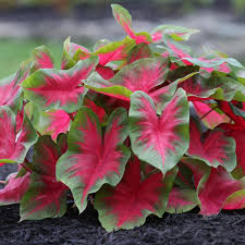 Caladium Florida Cardinal, Thrives in Heat and Humidity