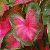 Caladium Florida Cardinal, Thrives in Heat and Humidity