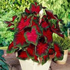 Caladium Florida Cardinal, Thrives in Heat and Humidity