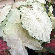 Caladium Florida Moonlight, Thrives in Heat and Humidity