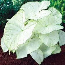 Caladium Florida Moonlight, Thrives in Heat and Humidity