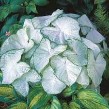 Caladium Florida Moonlight, Thrives in Heat and Humidity