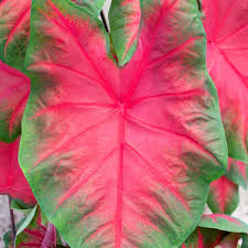 Caladium Freida Hemple, Thrives in Heat and Humidity