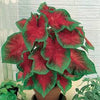 Caladium Freida Hemple, Thrives in Heat and Humidity