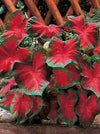 Caladium Freida Hemple, Thrives in Heat and Humidity