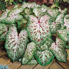 Caladium Gingerland, Thrives in Heat and Humidity