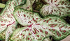 Caladium Gingerland, Thrives in Heat and Humidity