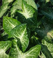 Caladium Stardust Thrives in Heat and Humidity