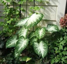 Caladium Stardust Thrives in Heat and Humidity