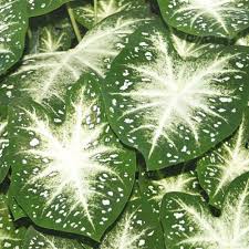 Caladium Stardust Thrives in Heat and Humidity