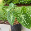 Caladium Stardust Thrives in Heat and Humidity