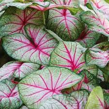 Caladium White Queen Thrives in Heat and Humidity