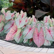 Caladium White Queen Thrives in Heat and Humidity