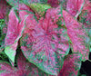 Caladium Fire Chief. Thrives in Heat and Humidity