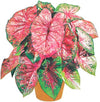 Caladium Fire Chief. Thrives in Heat and Humidity