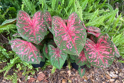 Caladium Fire Chief. Thrives in Heat and Humidity