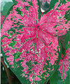 Caladium Fire Chief. Thrives in Heat and Humidity