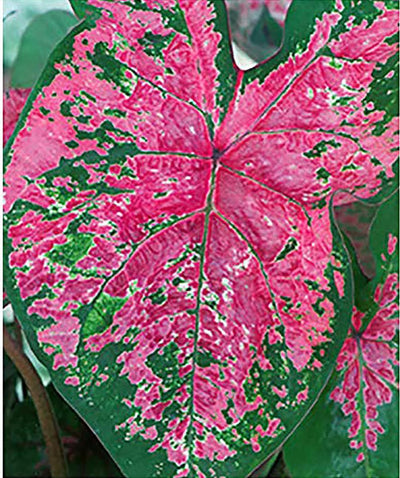 Caladium Fire Chief. Thrives in Heat and Humidity