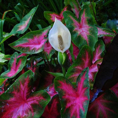 Caladium Kathleen