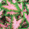 Caladium Kathleen