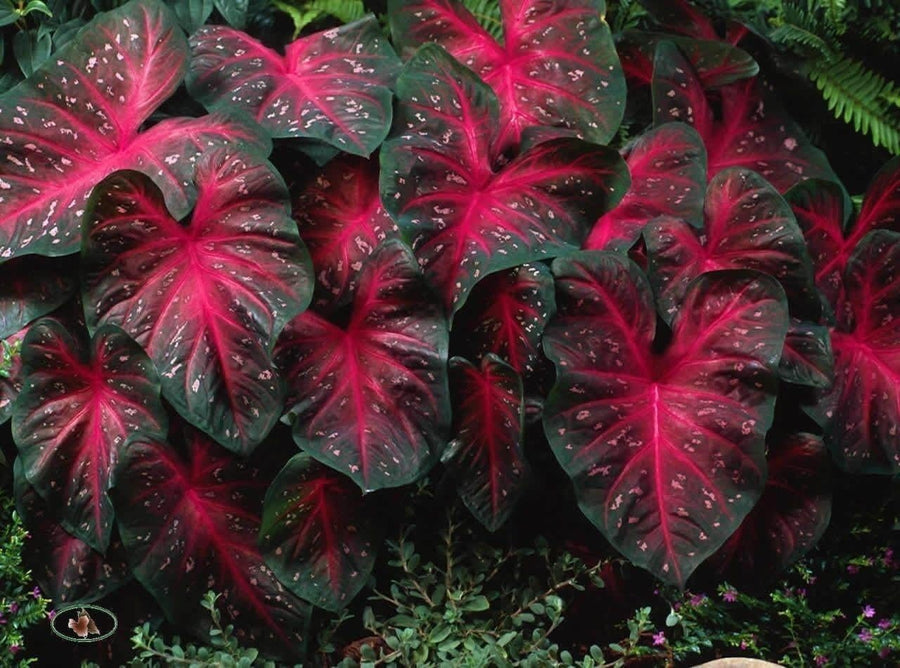 Caladium Red Flash (10 Bulbs): Elevate Your Garden with Stunning, Vibrant Foliage! Thrives in Heat and Humidity.