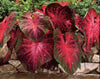 Caladium Red Flash (10 Bulbs): Elevate Your Garden with Stunning, Vibrant Foliage! Thrives in Heat and Humidity.