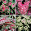 Caladium Tropical Mix,(12 Bulbs) Thrives in Heat and Humidity