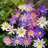 Anemone Blanda Mix - 12 Bulbs - Returns year after year, Now Shipping!! - Golden Shoppers