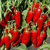 Pepper, Marconi Red, Pimiento rojo Marconi (20 seeds) Sweet Italian Pepper - Golden Shoppers