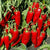 Pepper, Marconi Red, Pimiento rojo Marconi (20 seeds) Sweet Italian Pepper