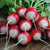 Radish, Sparkler White Tip (50 seeds) Roots nearly round, Scarlet shoulder