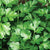 Parsley Italian, Ideal For Containers (50 seeds) Tangy, broad, flat leaves.