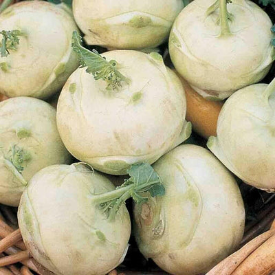 Kohlrabi Early White Vienna (50 seeds) Tasty, Light Green,Flesh is creamy white - Golden Shoppers