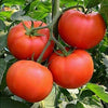 Tomato Beefsteak  (30 seeds) Large plant, spreading medium green broad foliage - Golden Shoppers