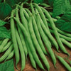 Garden Bean, Tendergreen Improved (10 seeds) Fine stringless texture bush bean - Golden Shoppers