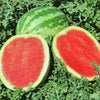 Watermelon Crimson Sweet (40 seeds) Quality sweet round watermelon average 25lbs - Golden Shoppers