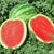 Watermelon Crimson Sweet (40 seeds) Quality sweet round watermelon average 25lbs