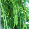 Garden Bean, Kentucky Wonder (Pole Type) (20 seeds) Great for its table quality - Golden Shoppers