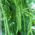 Garden Bean, Kentucky Wonder (Pole Type) (20 seeds) Great for its table quality