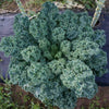 Kale, Dwarf Blue Curled Vates, Heirloom Variety (100 seeds) Easy to grow - Golden Shoppers