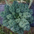 Kale, Dwarf Blue Curled Vates, Heirloom Variety (100 seeds) Easy to grow