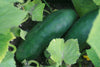 Cucumber Marketmore Heirloom (10 seeds) High yielding, superior flavor 8in fruit - Golden Shoppers