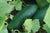 Cucumber Marketmore Heirloom (10 seeds) High yielding, superior flavor 8in fruit