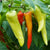 Pepper Sweet Banana (20 seeds) Popular sweet pepper with high yielding variety