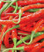 Pepper Cayenne Long Slim Red Spanish Variety (20 seeds) Excellent for Pickling