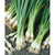 White Lisbon Bunching (100 seeds) A mild green onion, remain fresh after harvest